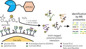 What are 3 types of proteins found in the cell membrane. Mapping Glycan Mediated Galectin 3 Interactions By Live Cell Proximity Labeling Pnas