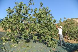 Il pistacchio di raffadali conquista il riconoscimento dop. Il Pistacchio Di Raffadali La Cucina Italiana