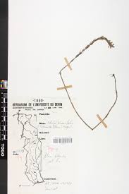 Image result for Striga linearifolia