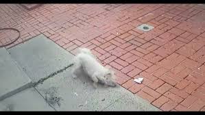 Video Shows Mail Carrier Routinely Pepper Spraying Dog Wqad Com