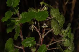 Image result for Ardisiandra wettsteinii