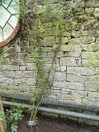 Image result for Tacazzea apiculata