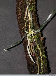 Image result for Taeniophyllum