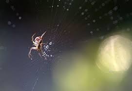 Poulin's pest control is calgary's best residential & commercial pest control service. Spider Extermination In Calgary Ab Absolute Pest Control Calgary Exterminator