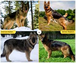 We did not find results for: 11 Dog Breeds Like The German Shepherd Pethelpful