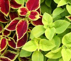 Image result for Coleus scutellarioides