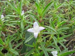 Image result for Hexasepalum sarmentosum