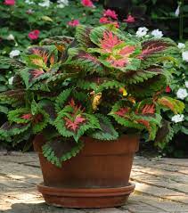 Tips For Growing Colorful Coleus Container Gardening Flowers Shade Plants Plants