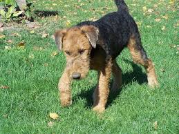 Jul 09, 2021 · free hunting dog classifieds for the upland bird hunter and wetland waterfowl hunter. Handsome Stately Airedale Terrier Puppy Parents On Site For Sale In Campbellford Ontario Ads In Ontraio