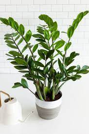 Zz Plant Zanzibar Gem Profile Plant Care Houseplant Plants House Plant Care