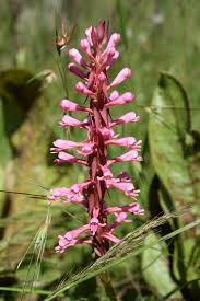 Image result for Satyrium macrophyllum