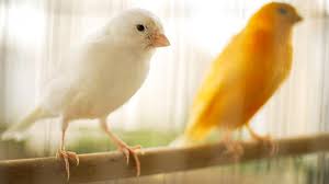 Educação das aves: especialista explica o momento certo para começar