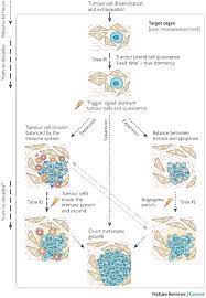 Cancer causes cells to divide uncontrollably. Cell Division Cancer Learn Science At Scitable