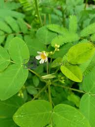 Image result for Oxalis barrelieri