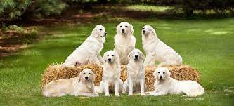 Training for therapy, service work and excellent family pets is included. Snitker Goldens Quality Golden Retrievers Snitker Goldens