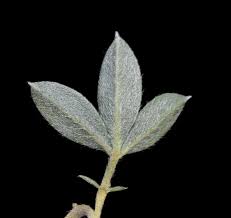 Image result for Lotononis laxa