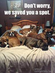 Pin On Dog Memes