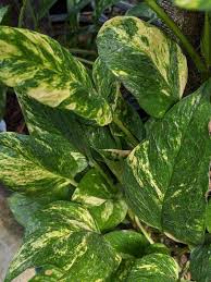 Image result for Epipremnum aureum