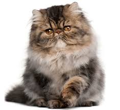 Orientals are long, slender, stylised cats. The Persian Cat Cat Breeds Encyclopedia