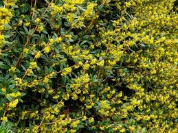 Image result for Berberis julianae