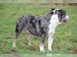 Lilac bulldogs, and lilac tri old english bulldog puppies, chocolate olde english puppies for sale, blue bulldogs, blue tri, and merles bulldogs for sale quality healthy puppies! Old English Bulldog Oeb Deckrude Blue Merle Pritzwalk English Bulldog Deckrude Deine Tierwelt De