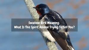 Swallow Bird Meaning What Is This Spirit Animal Trying To Tell You Dejadream