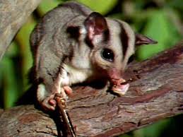 sugar glider