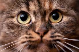 I know lots of black cats turn brown if they get a ton of sunlight, even just sun bathing inside lol. Close Up Photo Of A Brown Cats Face With Big Stock Photo Crushpixel