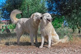 Cane da pastore maremmano abruzzese; Pastore Maremmano Abruzzese Il Guardiano Quattro Zampe