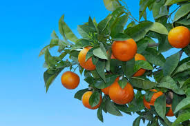 Image result for Citrus × aurantium