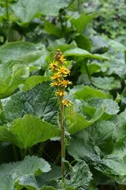 Image result for Ligularia sibirica