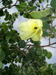 Image result for Bauhinia tomentosa