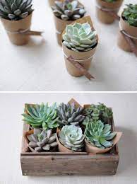 Signs Of Spring Ebb Flow Diy Succulents Centerpiece Small Potted Plants Succulents