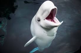 Check spelling or type a new query. Toxin Killed Vancouver Aquarium S Beluga Whales Investigation Finds The Globe And Mail