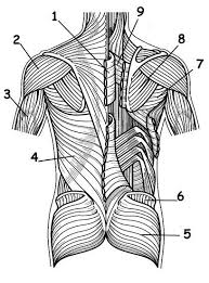 This is an online quiz called muscles of the posterior torso. Posterior Muscles Unlabeled Google Search Anatomia Medica Cuerpo Humano Anatomia Anatomia