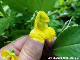 Image result for Impatiens keilii