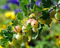 Maybe you would like to learn more about one of these? Stachelbeere Pflanzen Pflege Und Tipps Mein Schoner Garten