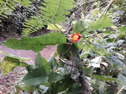 Image result for Impatiens gesneroidea