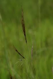 Image result for Aristida barbicollis