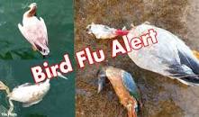    TV   टावर ले रहा पक्षियों की बलि के लिए इमेज परिणाम