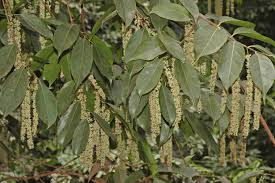 Image result for Homalium