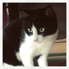 instagram photo by mayuko jun 25 2016 at 2 06am utc cat love fur babies dog cat