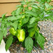 Starting peppers from seed, pepper seed germination, and growing hot peppers. Caring For Pepper Plants Dengarden
