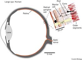 Image result for Retinal Anatomy