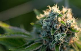 I have provided a list of countries where cannabis is legal, decriminalized, tolerated, or accepted for medical use. ReacÅ£ia Ue Privind Legalizarea Canabisului DupÄƒ DeclaraÅ£iile Lui Teodorovici Stirileprotv Ro