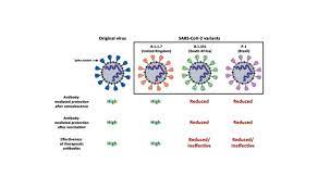 2019 novel coronavirus, wuhan seafood market pneumonia virus) — оболочечный одноцепочный. Gottingen Campus Evidence For Reduced Antibody Protection Against Sars Cov 2 Variants