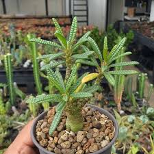 Image result for Dorstenia buchananii