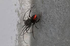 The bite from a redback jumping spider isn't fatal. Redback Spiders All You Need To Know Pestxpert