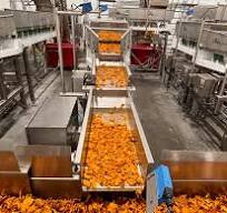 Made in Milwaukee: A visit to Jackson's Muskego sweet potato ...