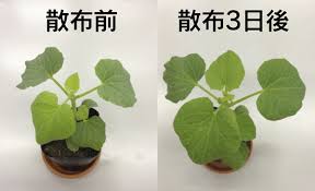 ホスマグ 商品情報いろいろ検索 タネ 苗 園芸用品 農業用資材の総合案内 サカタのタネ